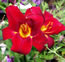 Hemerocallis Red Select